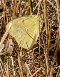 Nature Jottings from Perrymill Lane - August/September